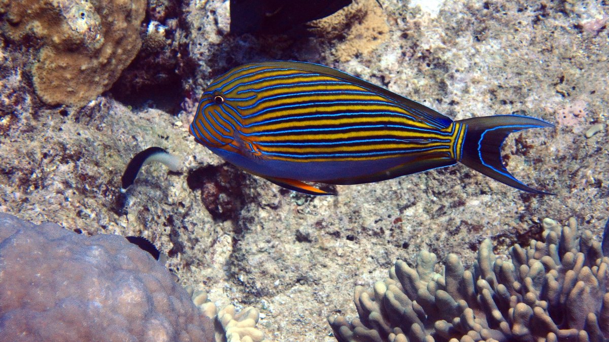 Acanthurus lineatus