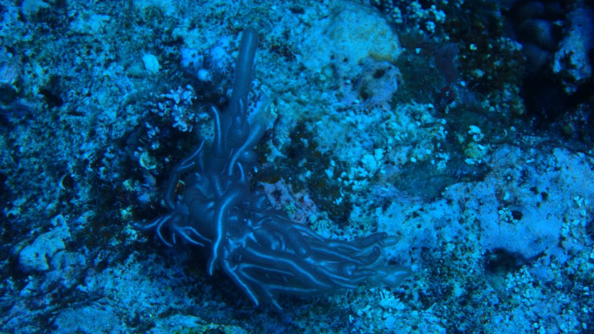 Trichogloea requienii