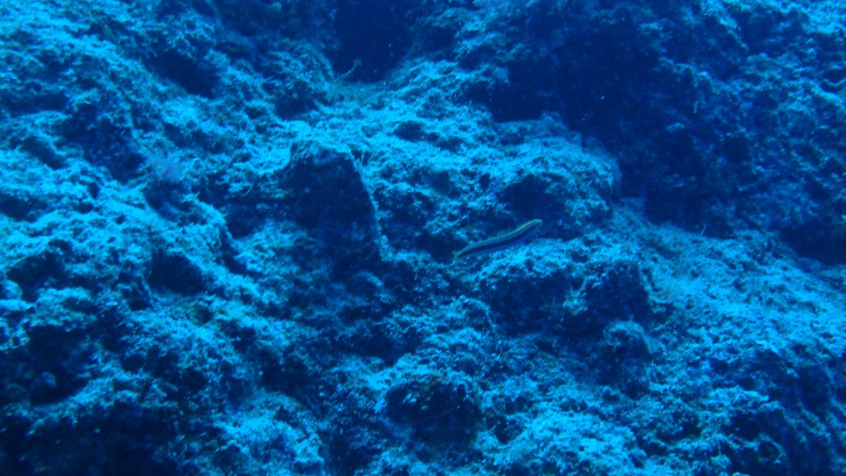 Gunnellichthys curiosus