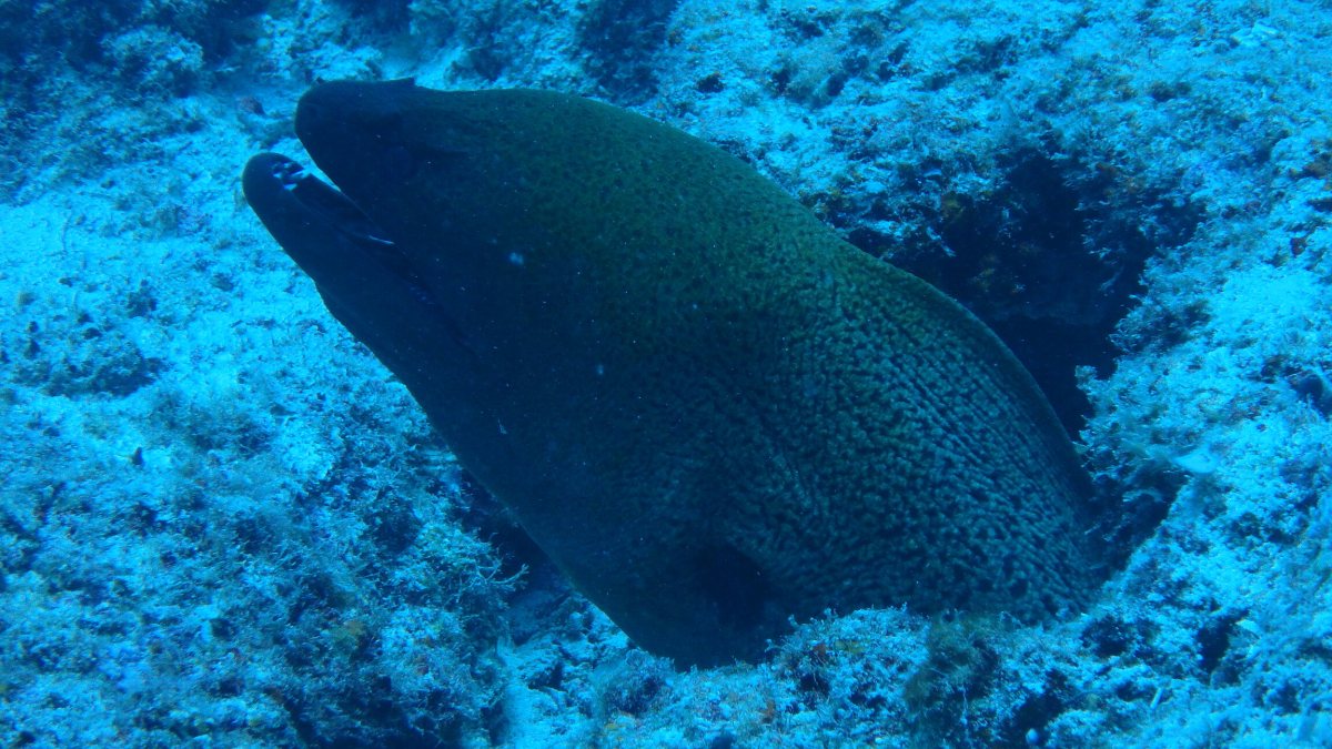 Gymnothorax javanicus