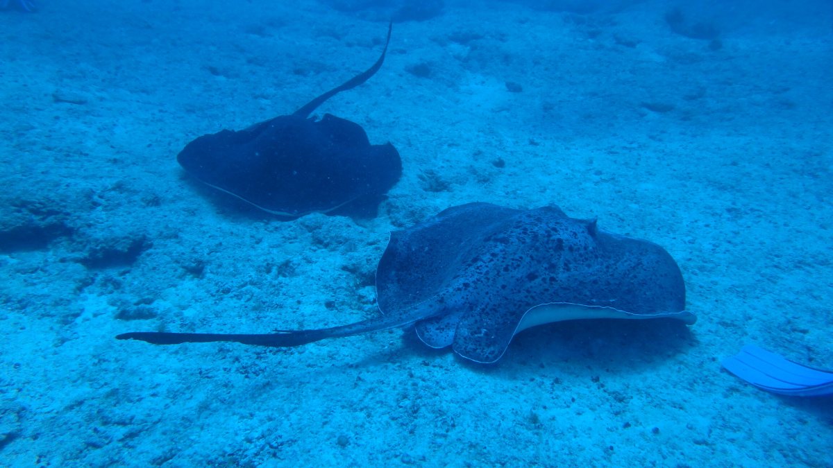 Taeniura meyeni