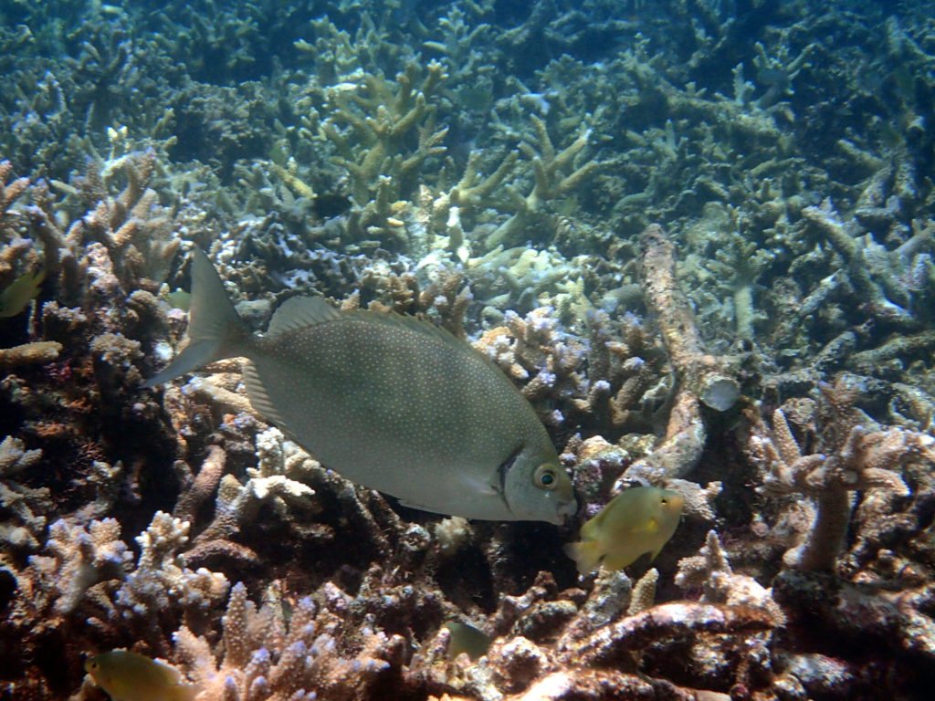 Siganus fuscescens