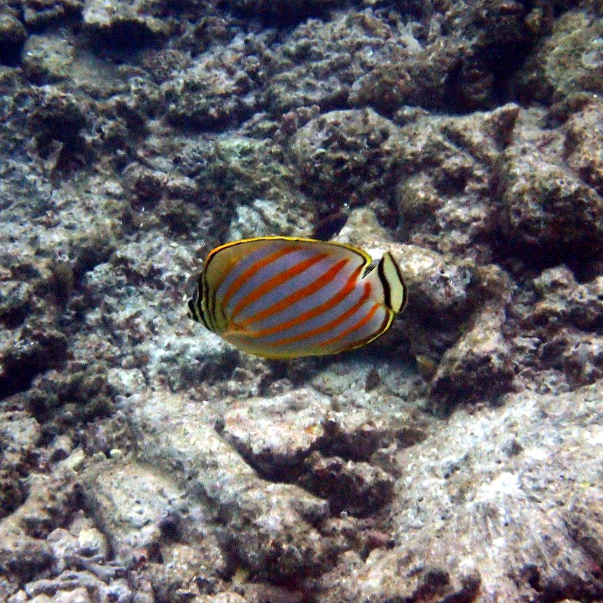 Chaetodon ornatissimus