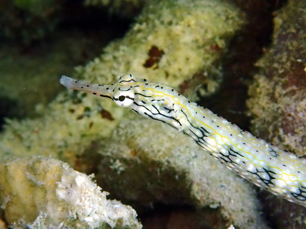 Corythoichthys haematopterus