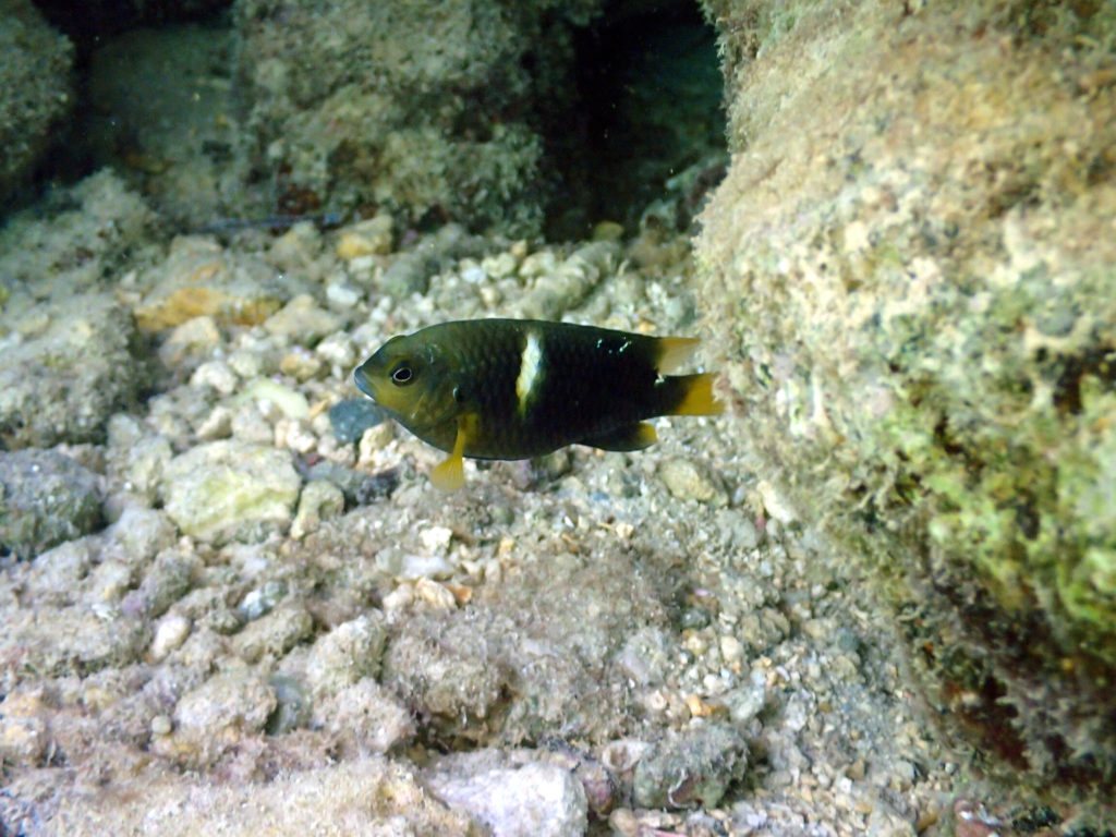 Chrysiptera biocellata