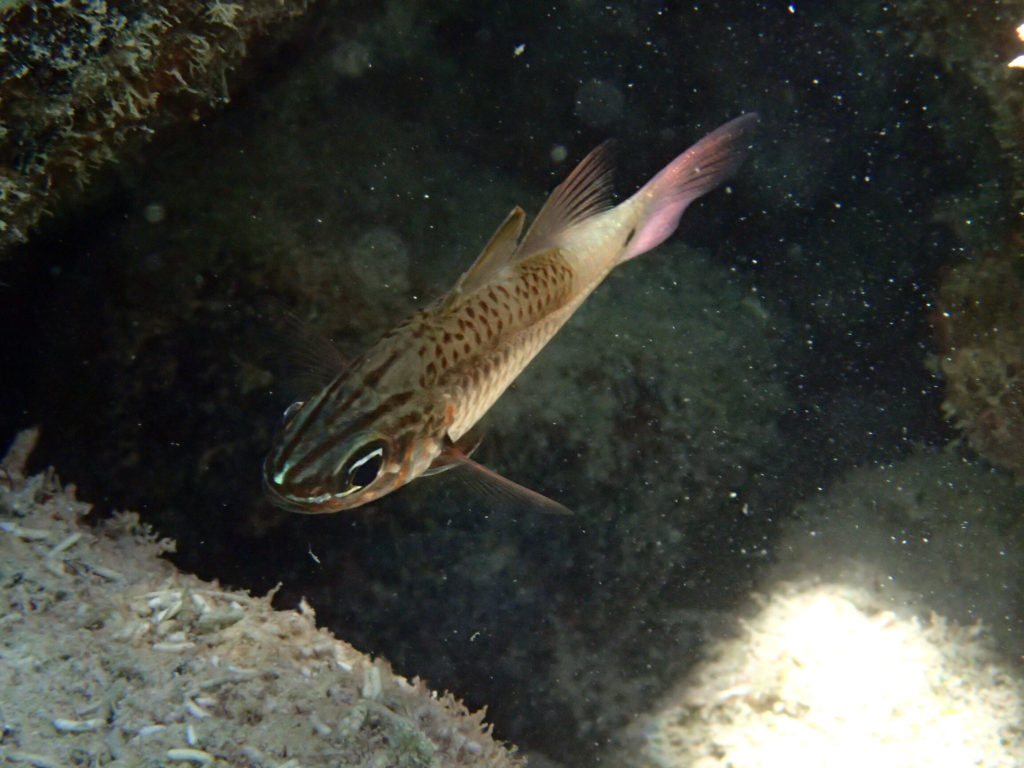 Ostorhinchus norfolcensis
