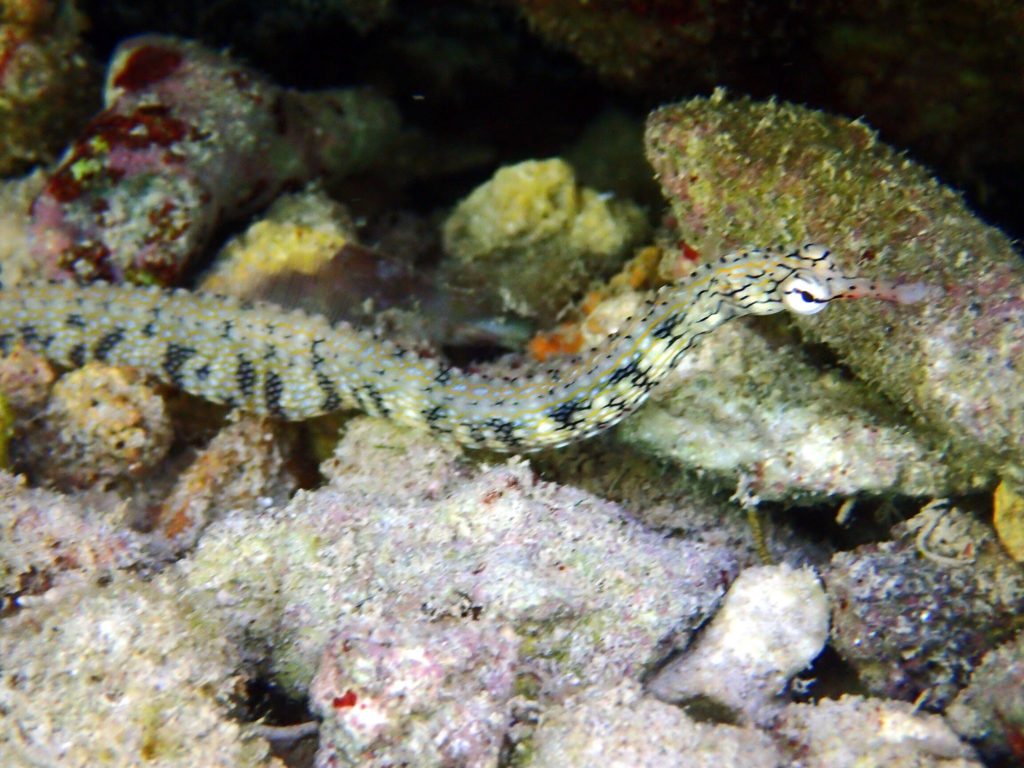 Corythoichthys intestinalis