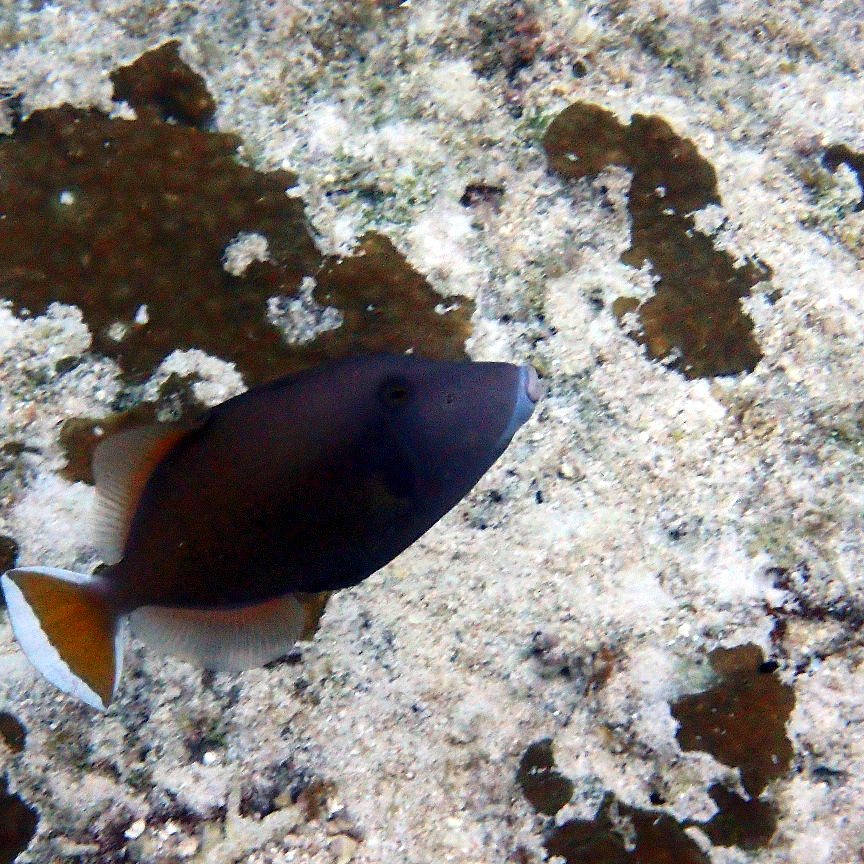 Sufflamen chrysopterum