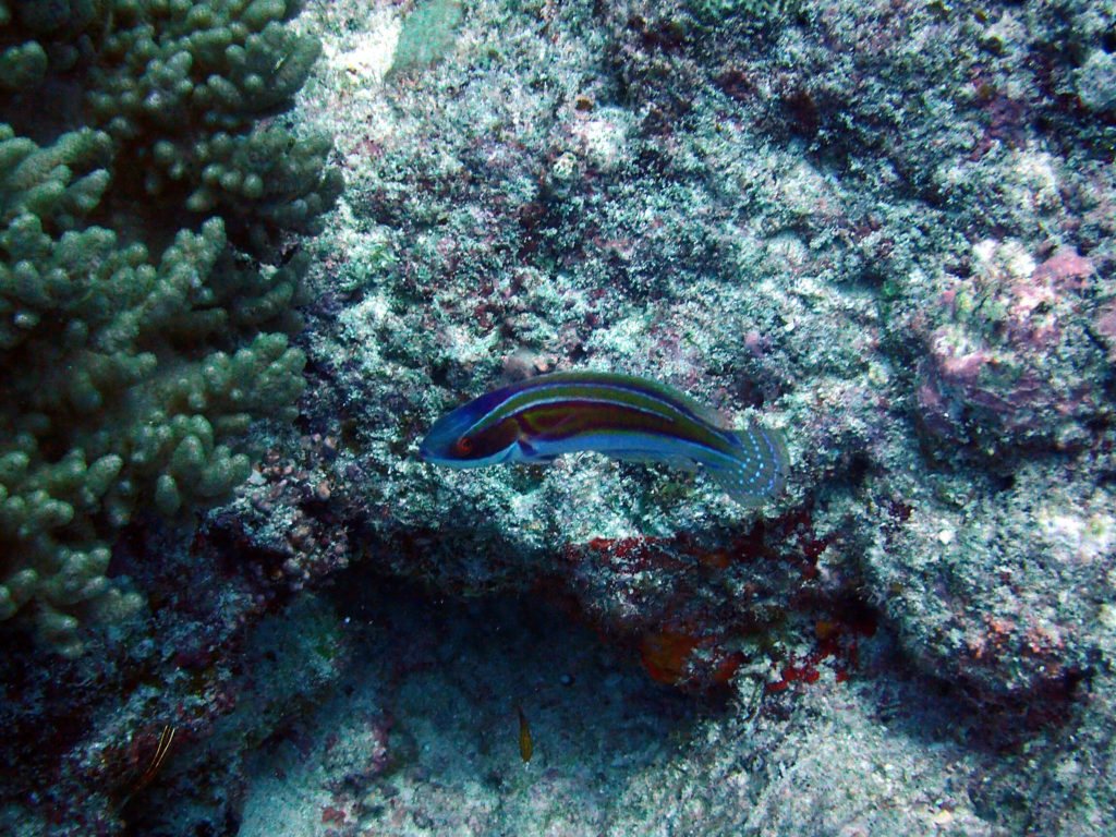 Cirrhilabrus laboutei