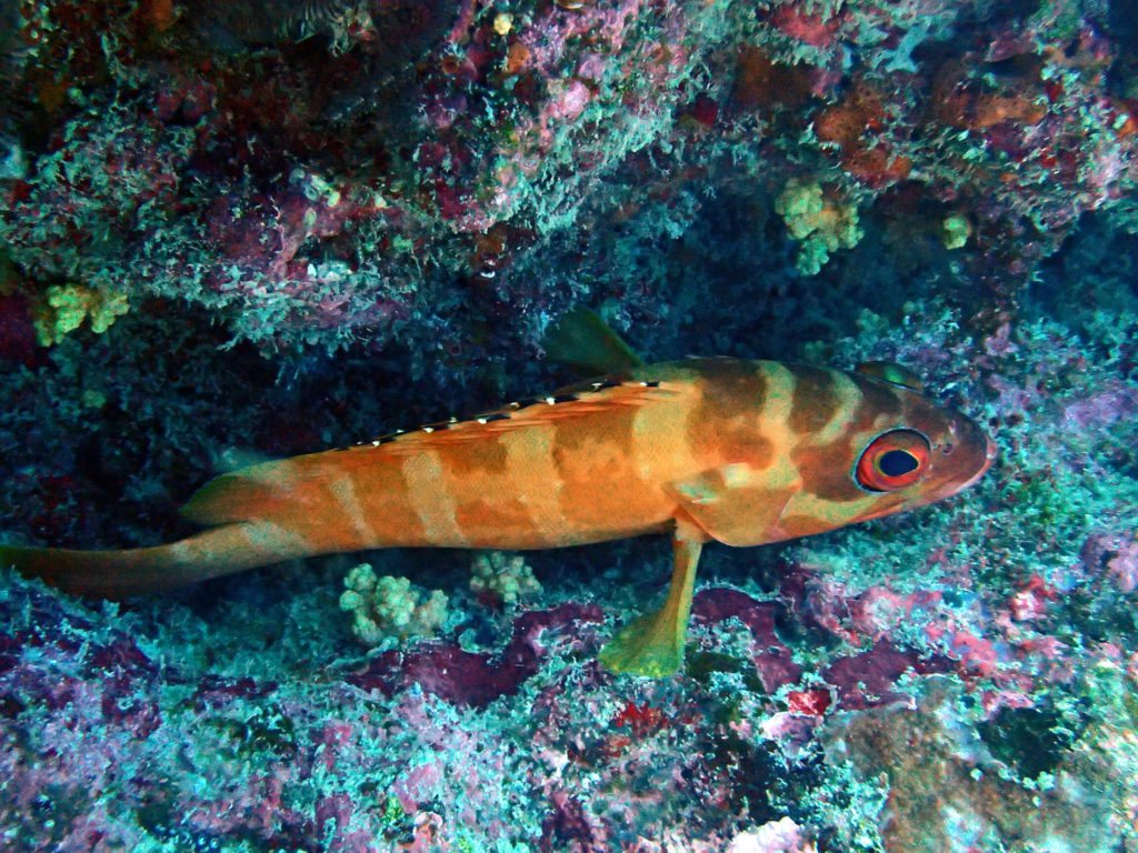 Poissons osseux