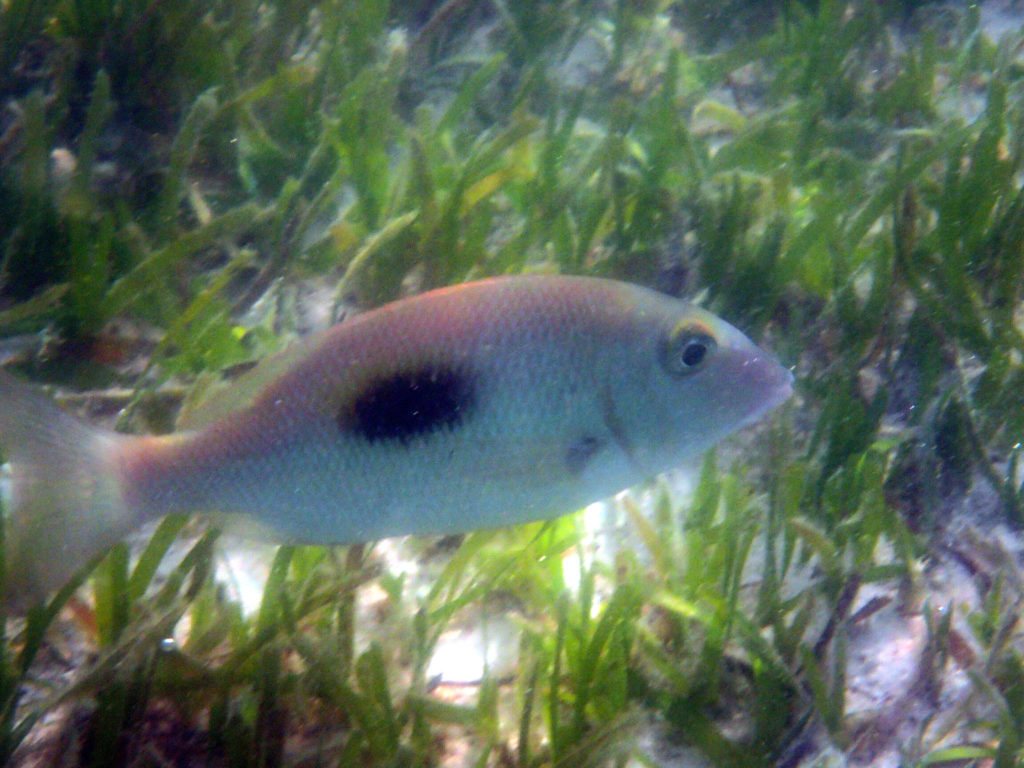 Lethrinus harak