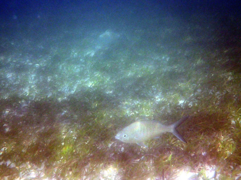 Gerres longirostris