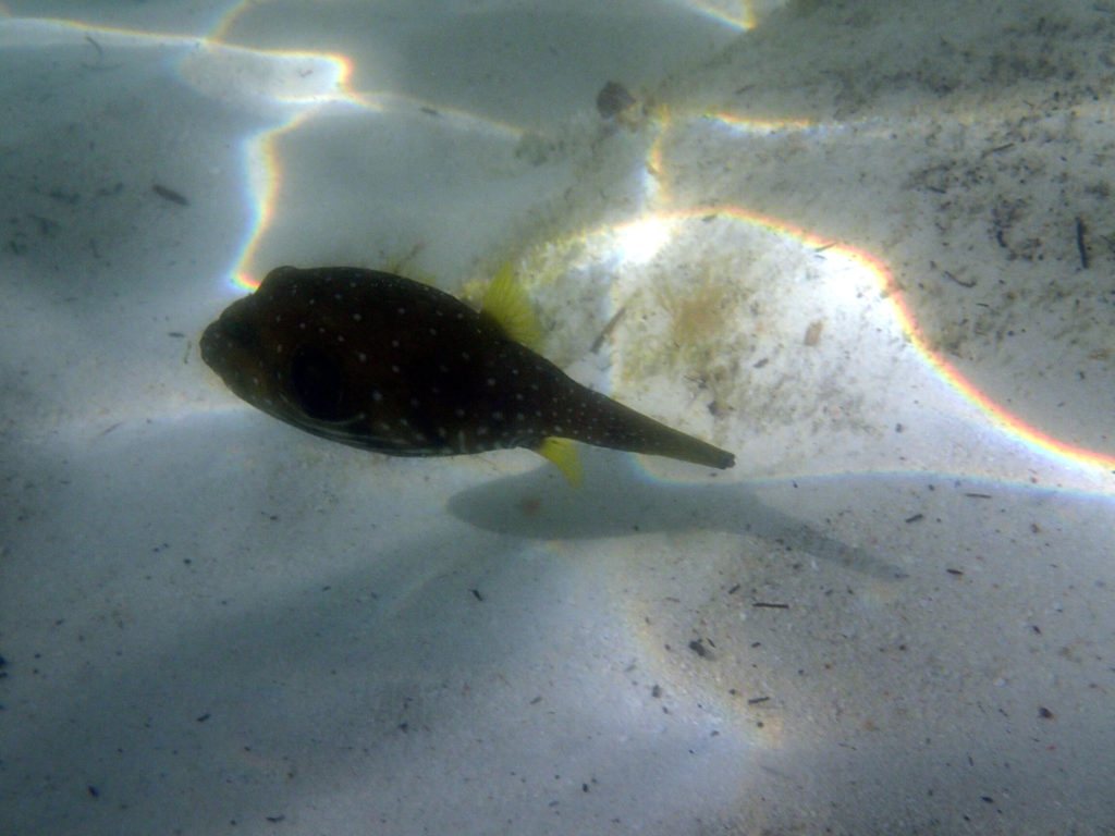 Arothron hispidus