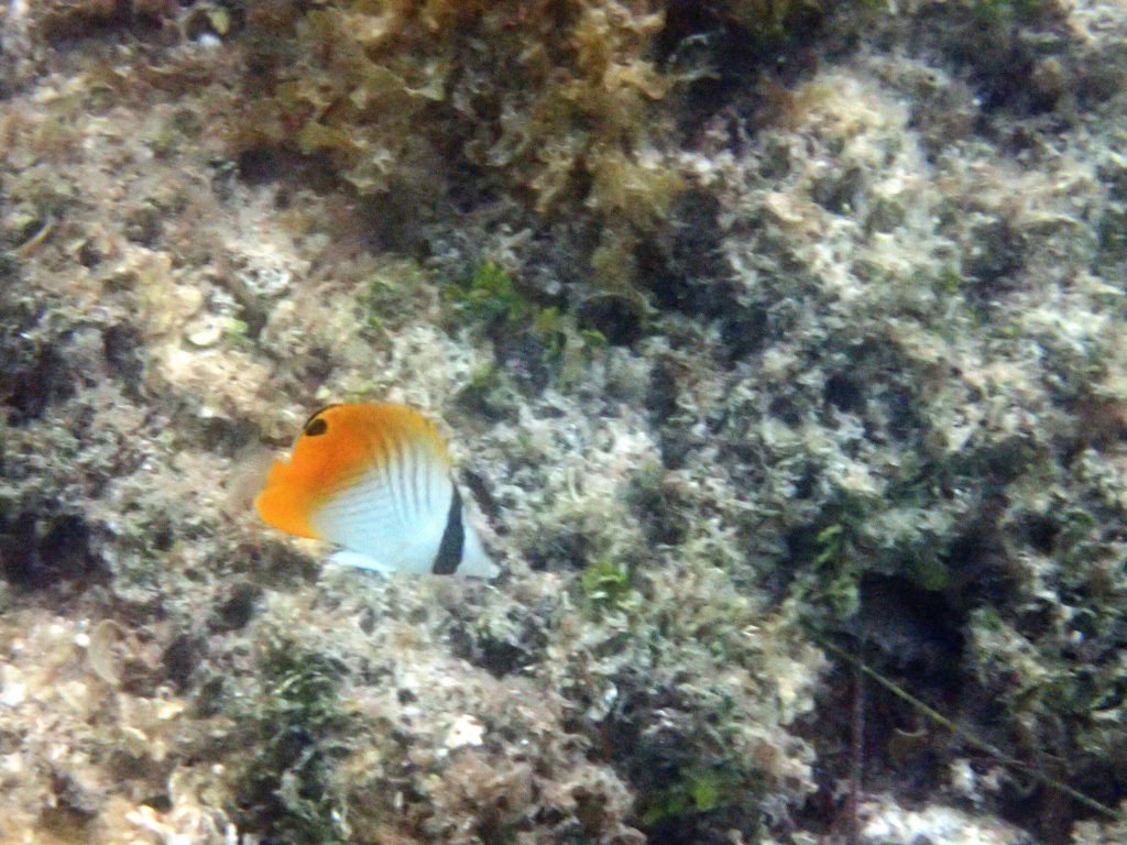 Chaetodon auriga