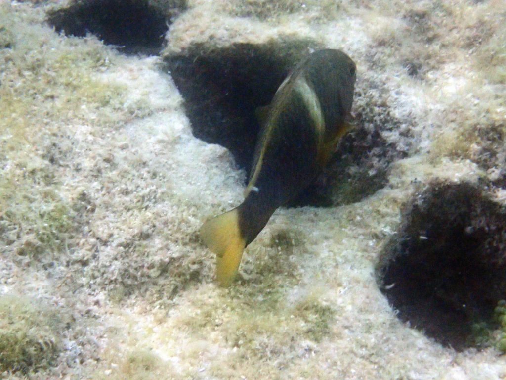 Chrysiptera biocellata