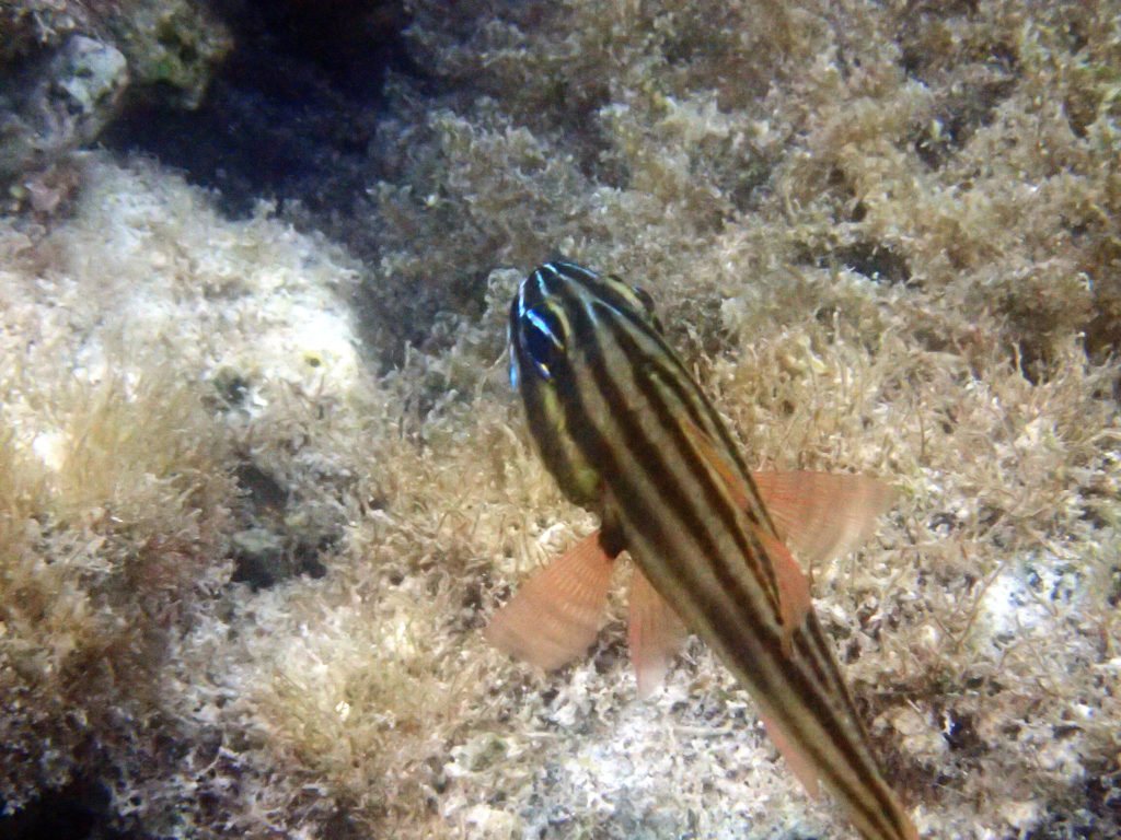 Poisson-cardinal