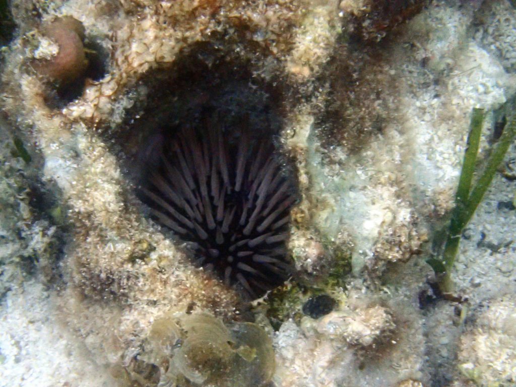 Echinometra mathaei