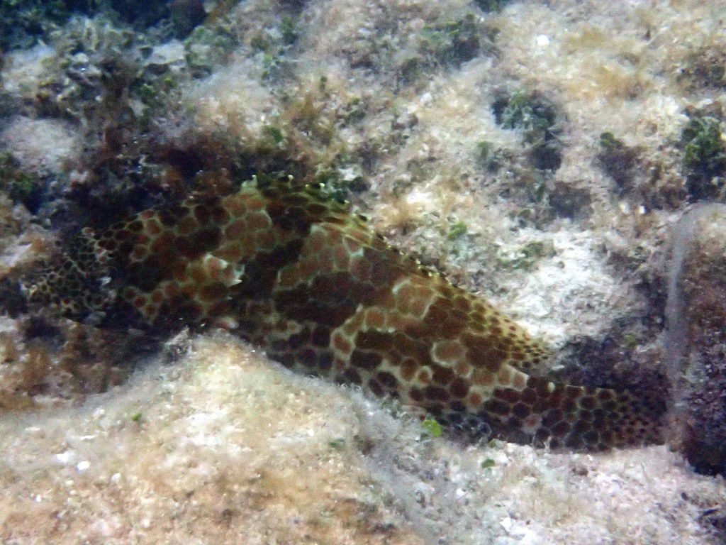 Epinephelus merra