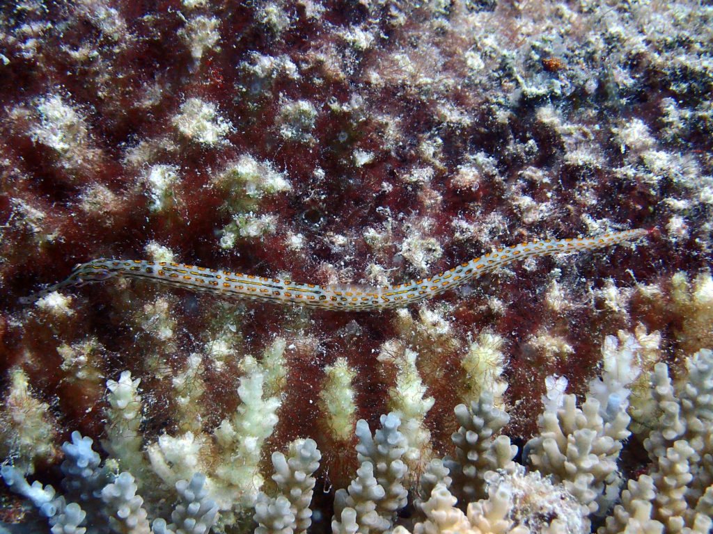 Corythoichthys ocellatus