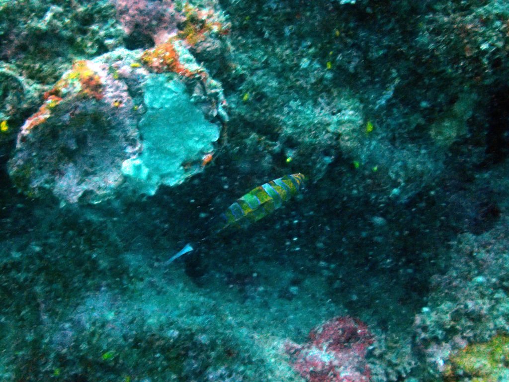 Choerodon fasciatus