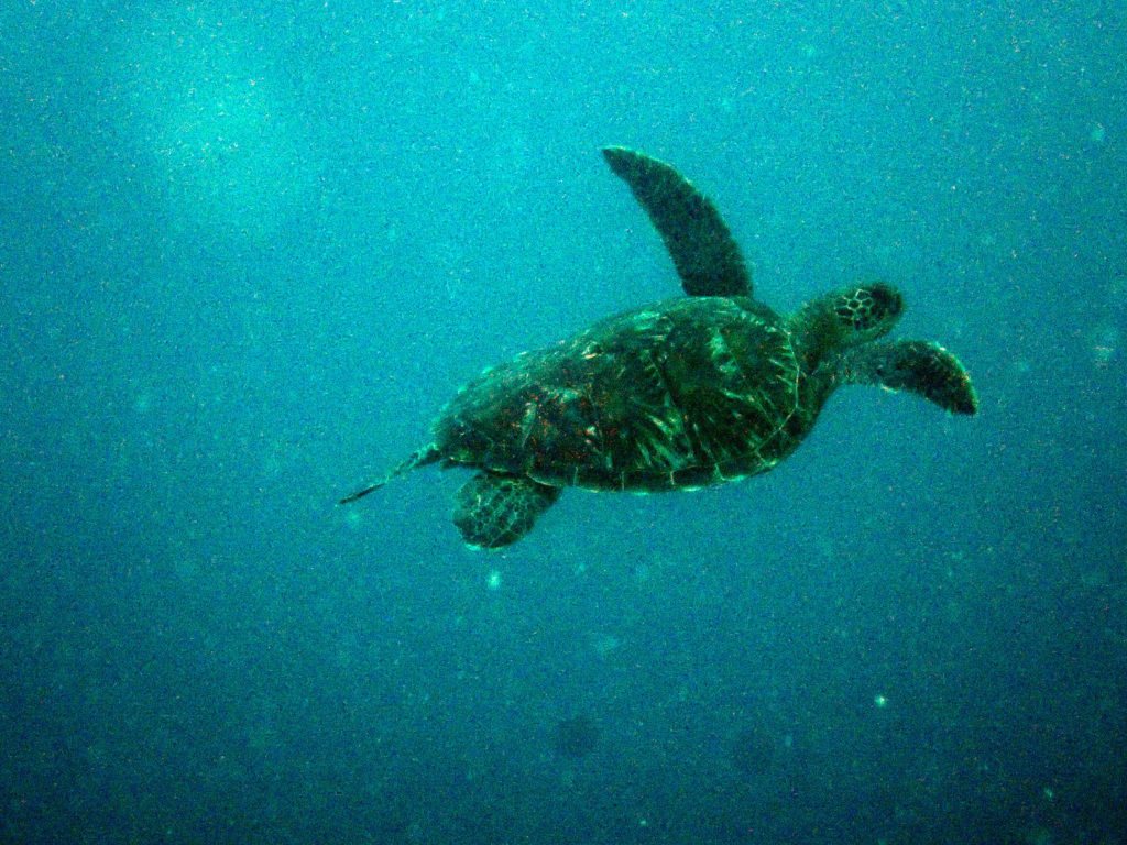 Chelonia mydas (tortue verte)