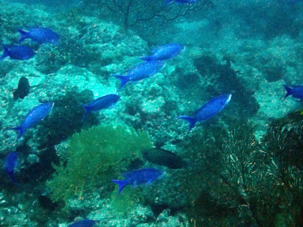 Pseudanthias pascalus