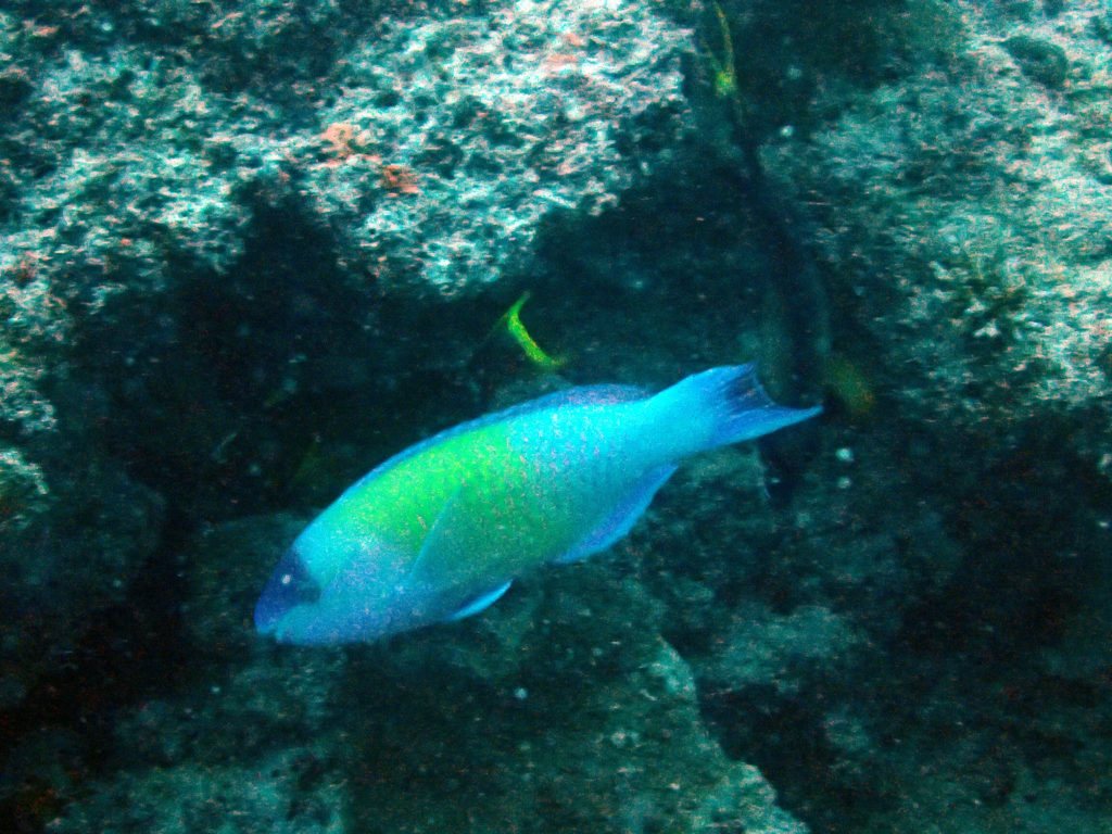 Scarus psittacus
