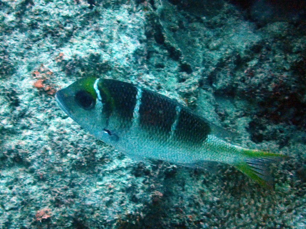 Monotaxis Heterodon