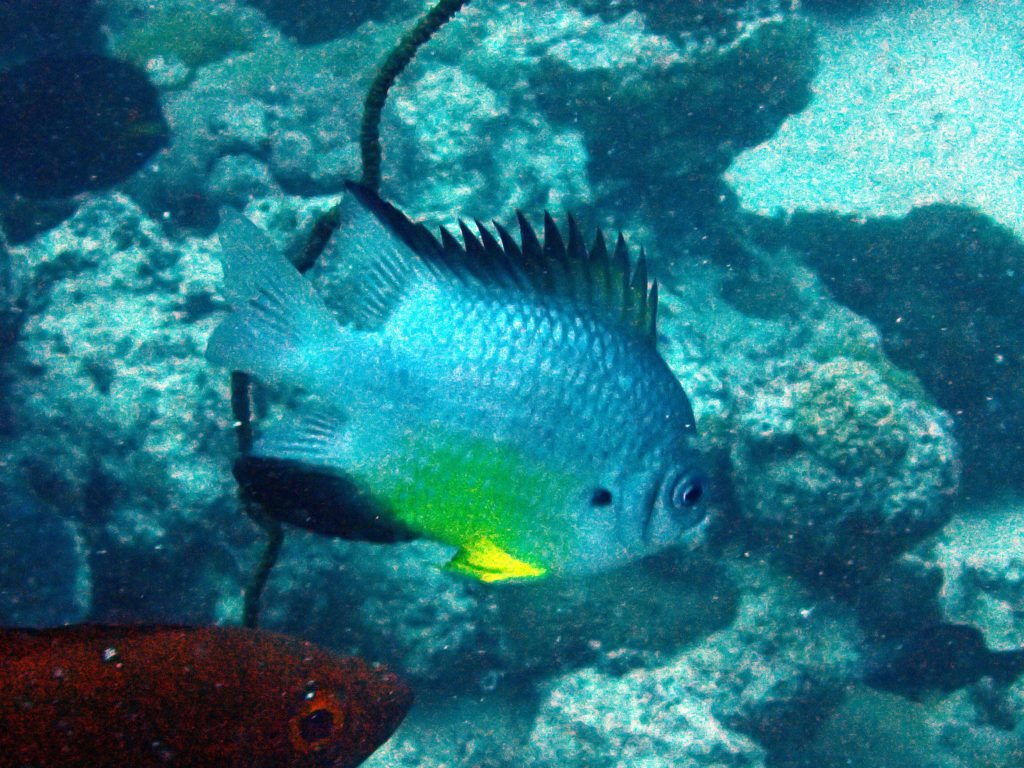 Amblyglyphidodon orbicularis