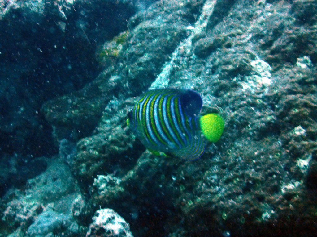 Pygoplites diacanthus