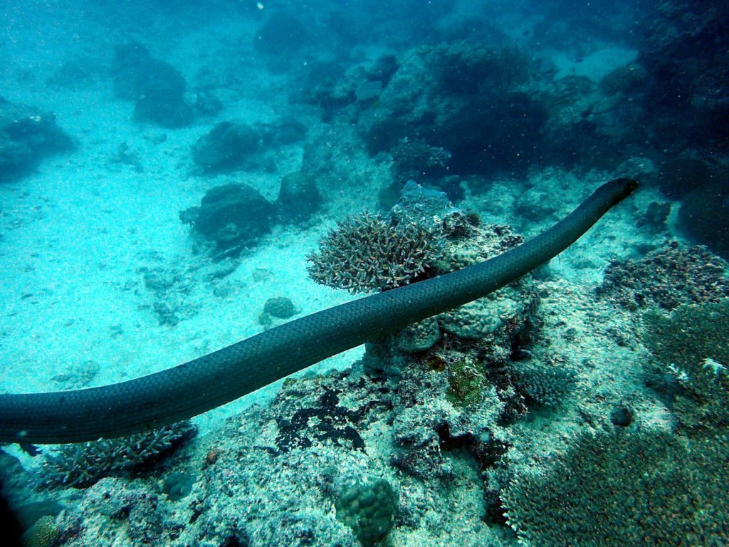 Aipysurus laevis
