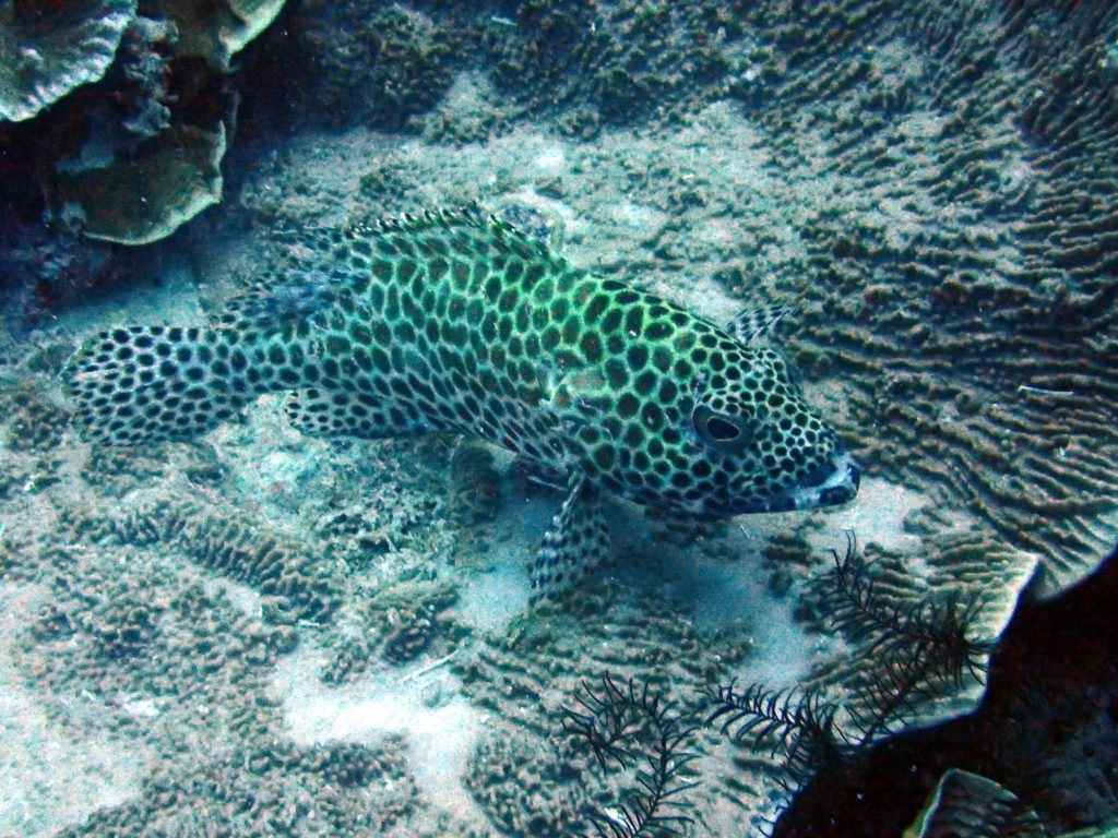 Epinephelus merra