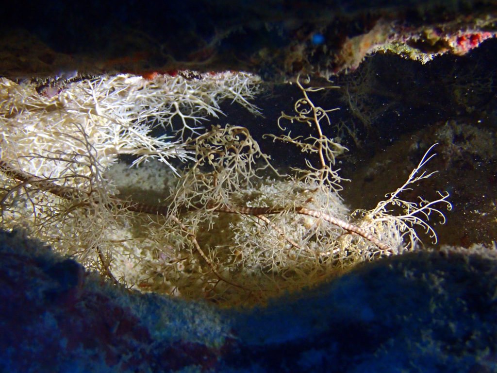 Astrobo nuda