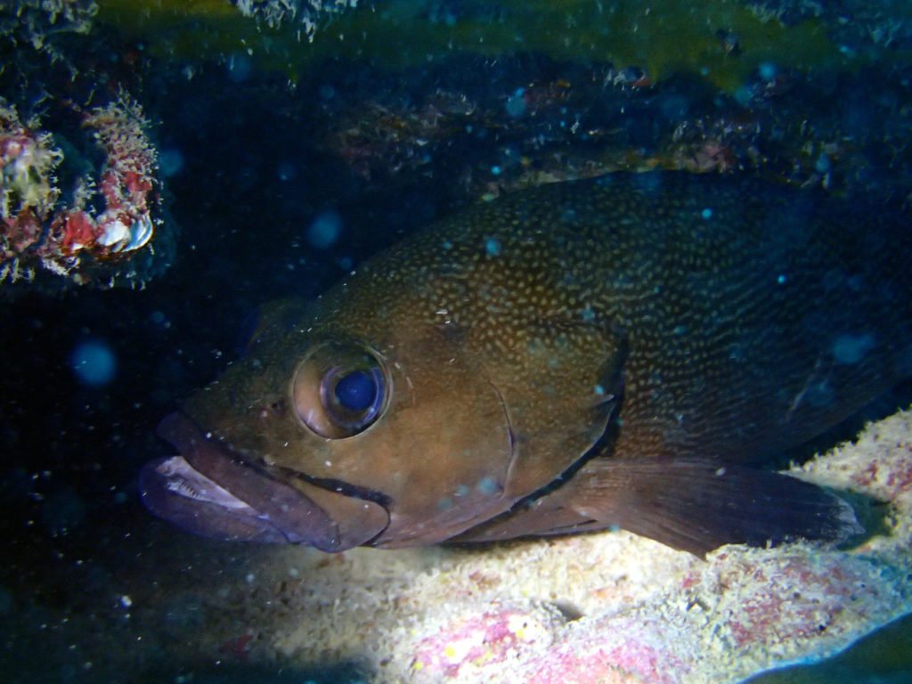 Epinephelus ongus