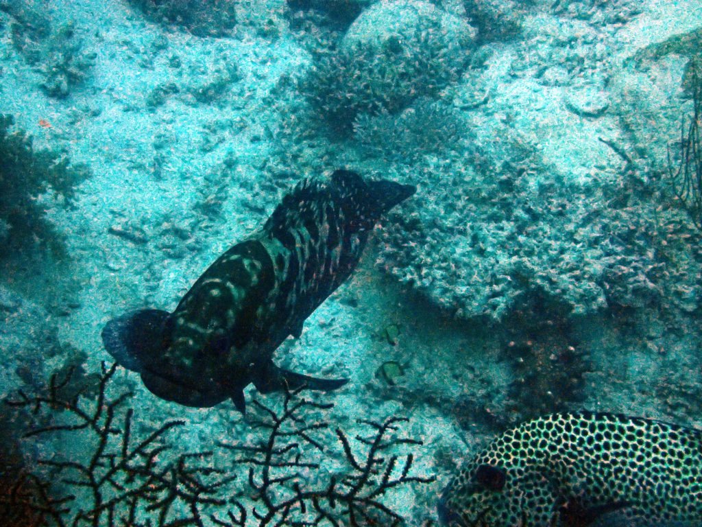 Epinephelus coioides