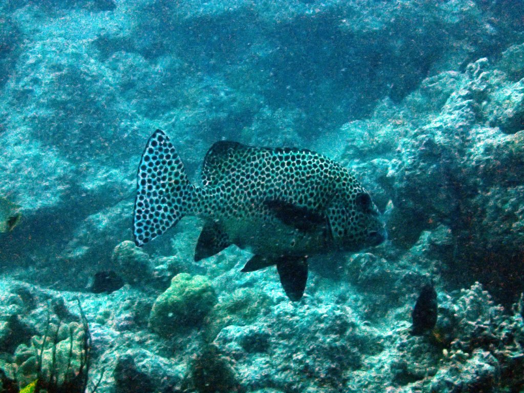 Plectorhinchus chaetodonides