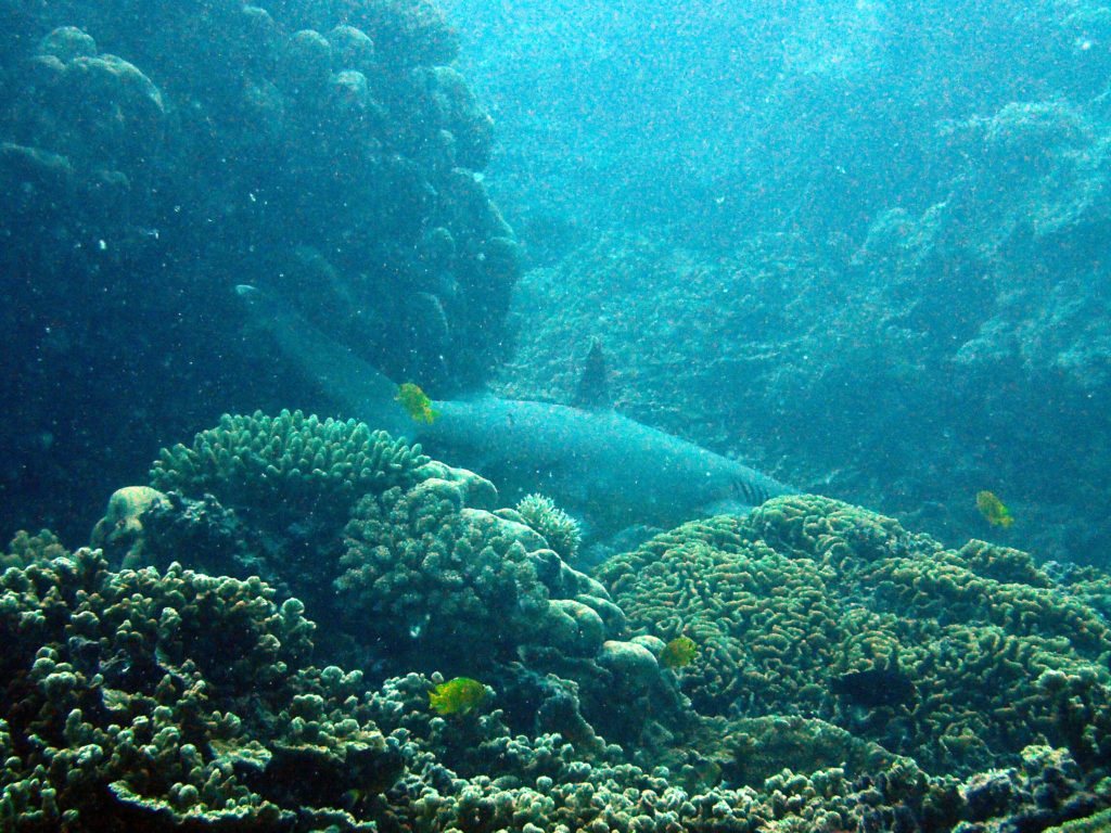 Requin à pointe blanche du lagon