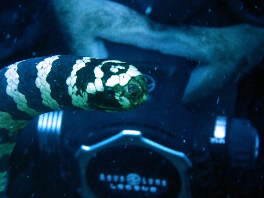 Emydocephalus annulatus