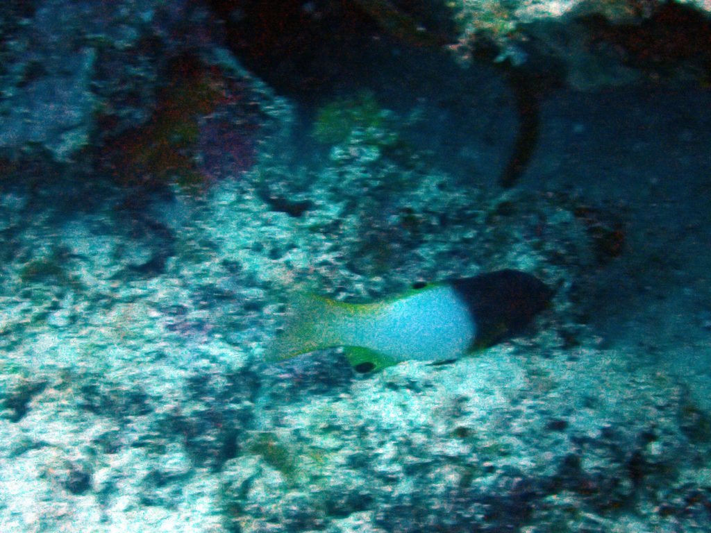 Bodianus axillaris