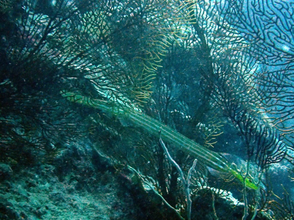 Aulostomus chinensis
