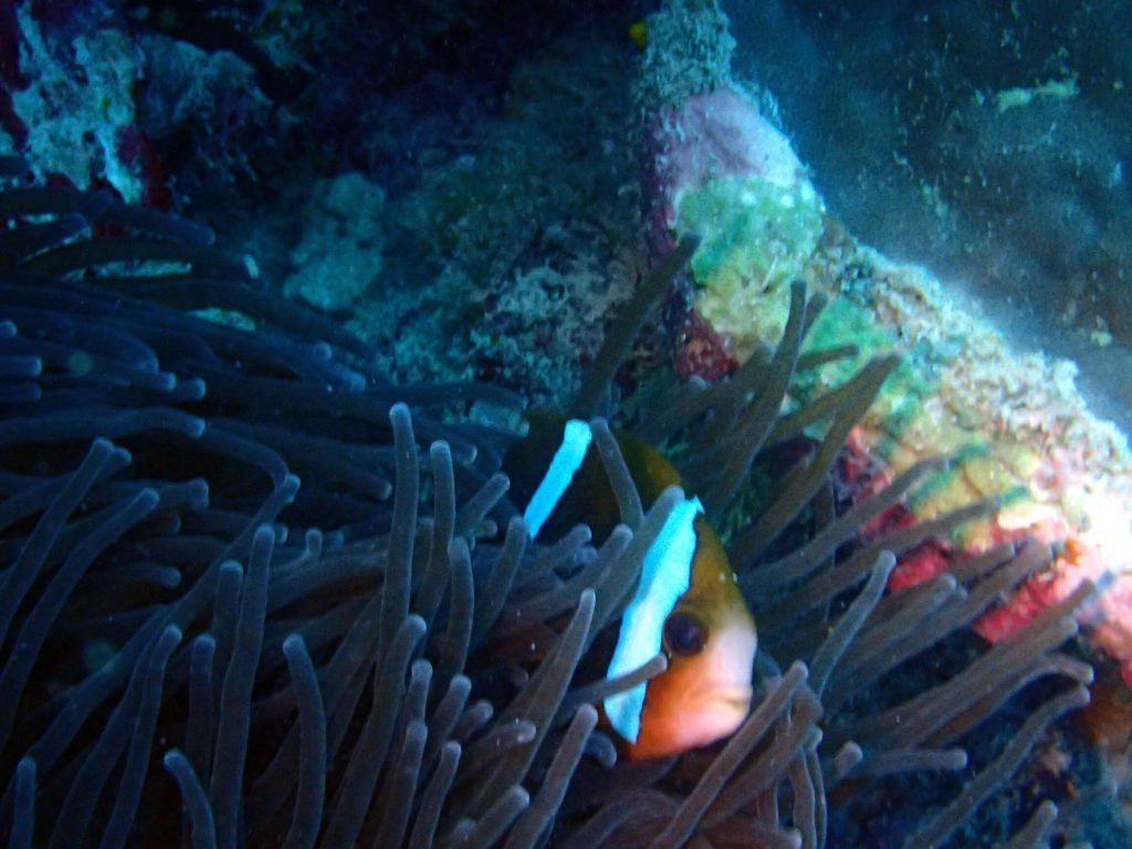 Amphiprion akindynos
