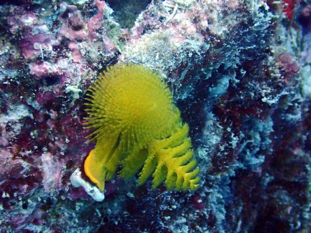 Spirobranchus corniculatus