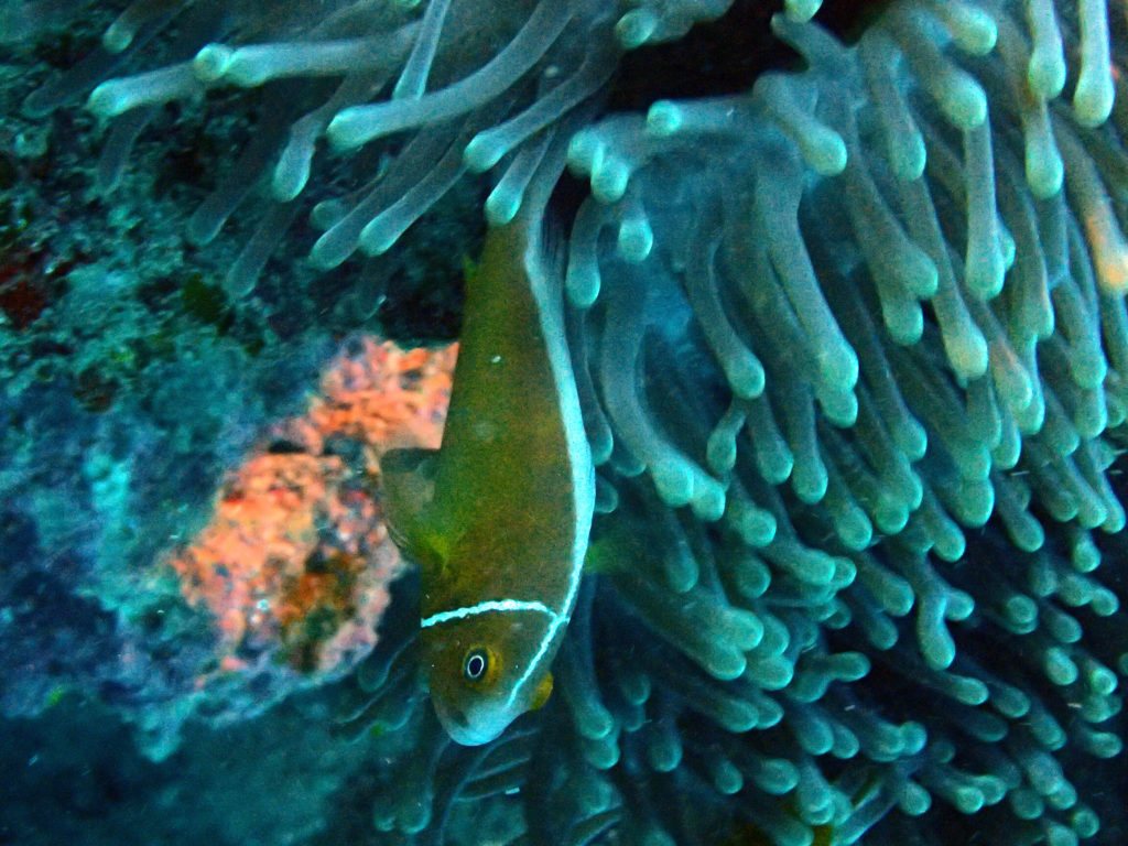 Amphiprion perideraion