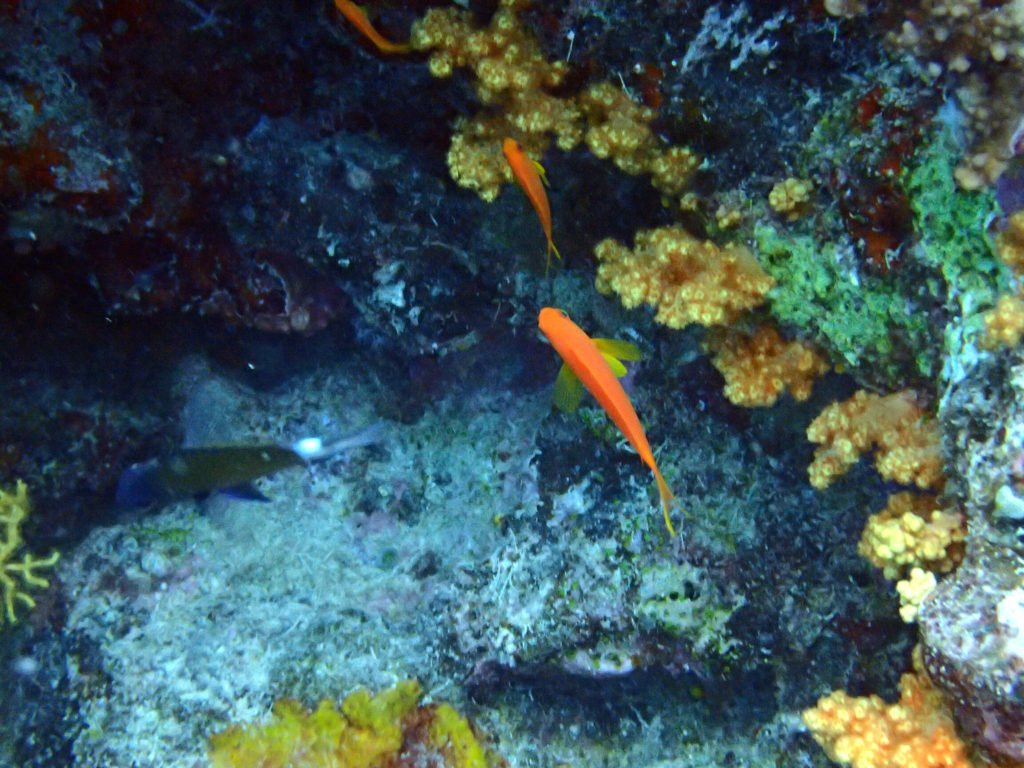 Pseudanthias squamipinnis