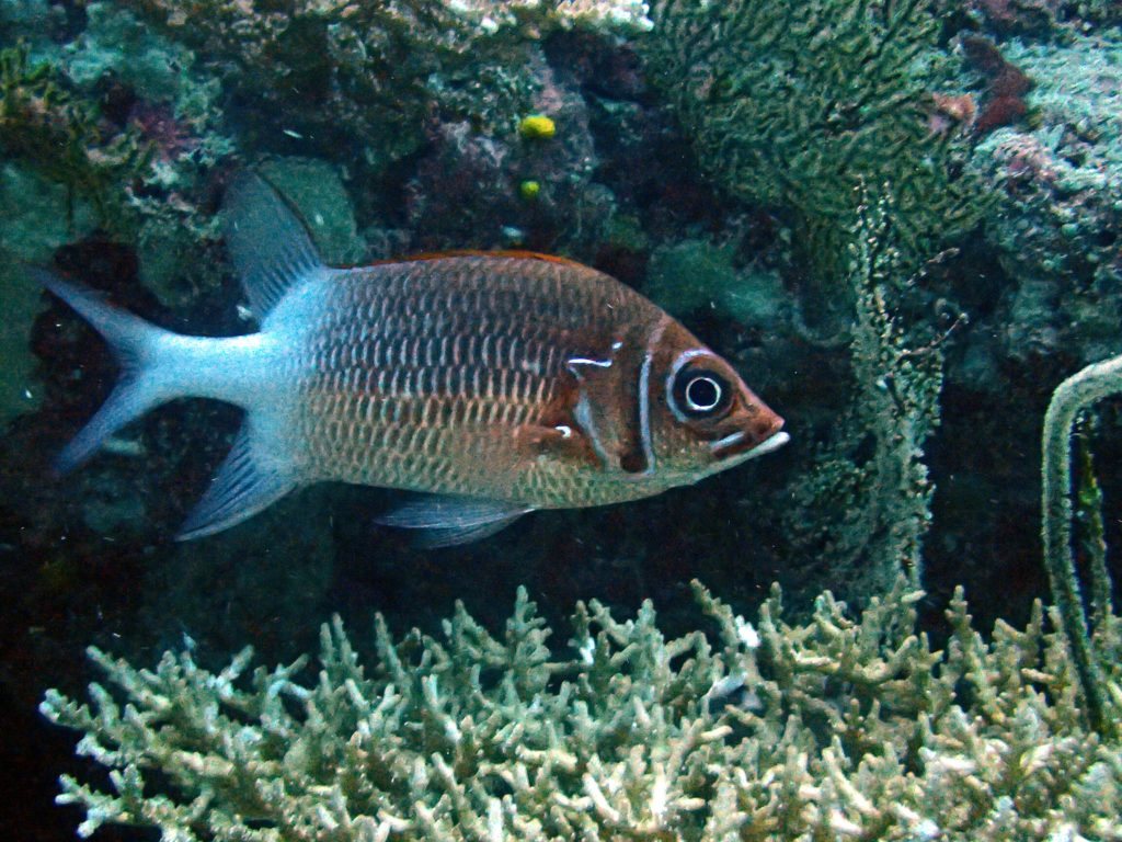 Poisson-écureuil