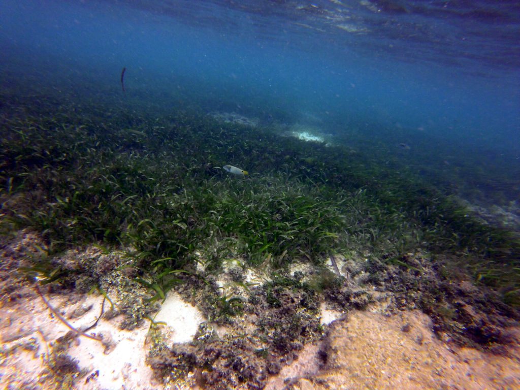 Halichoeres trimaculatus