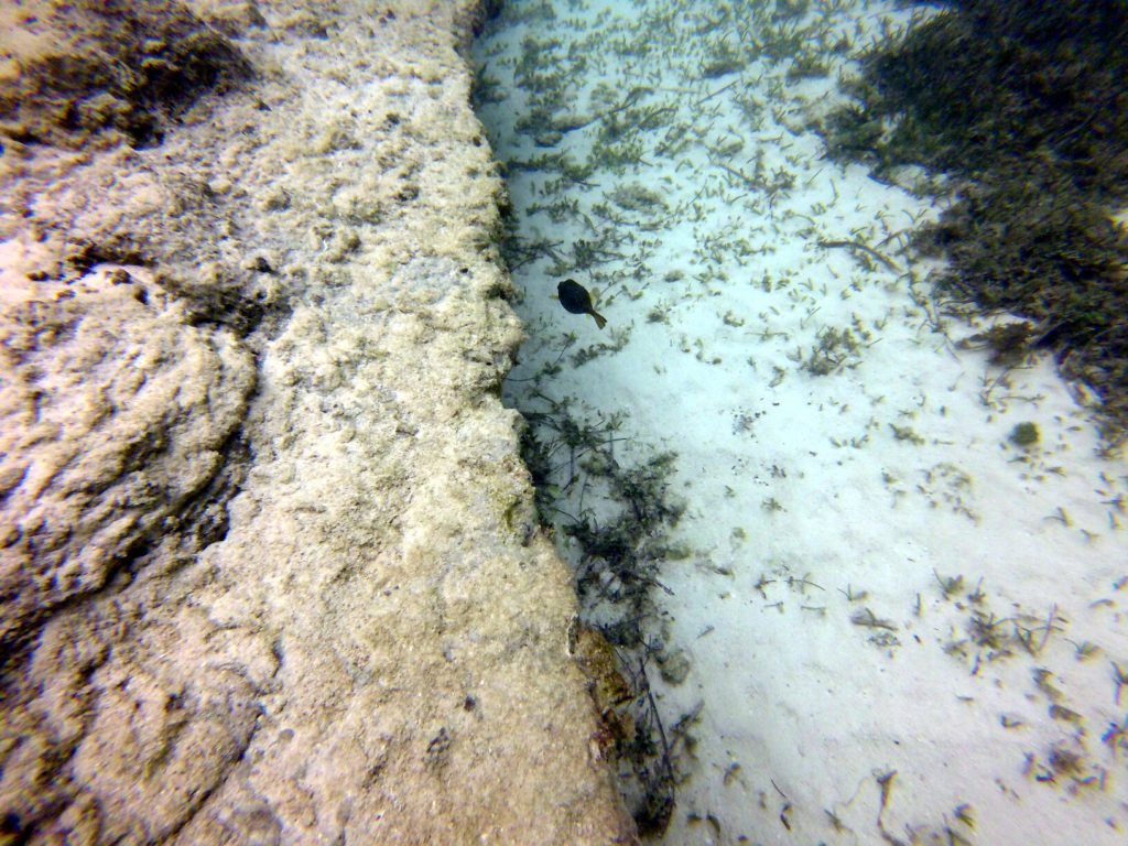Ostracion cubicus