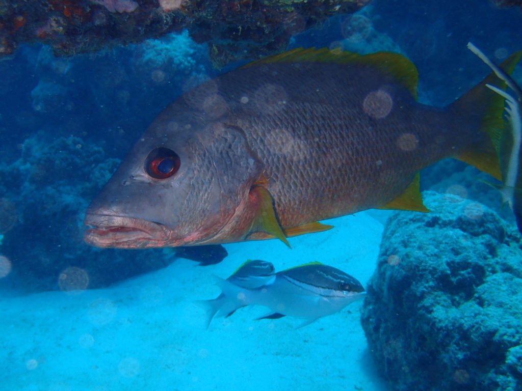 Lutjanus monostigma