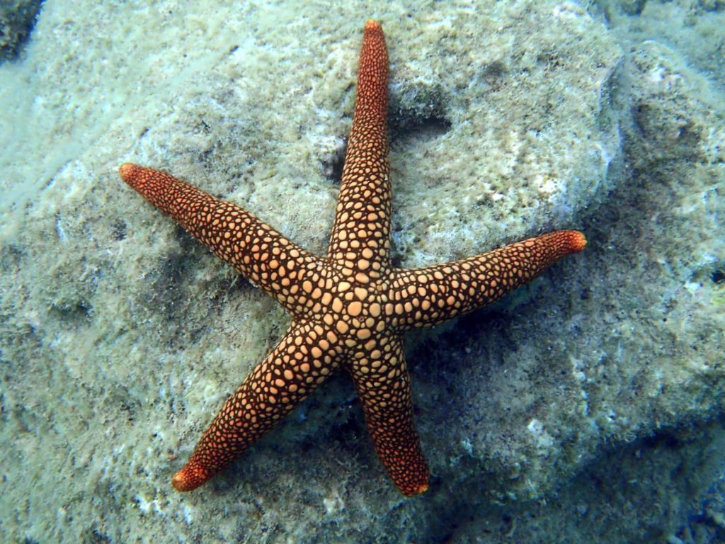 Nardoa novaecaledoniae