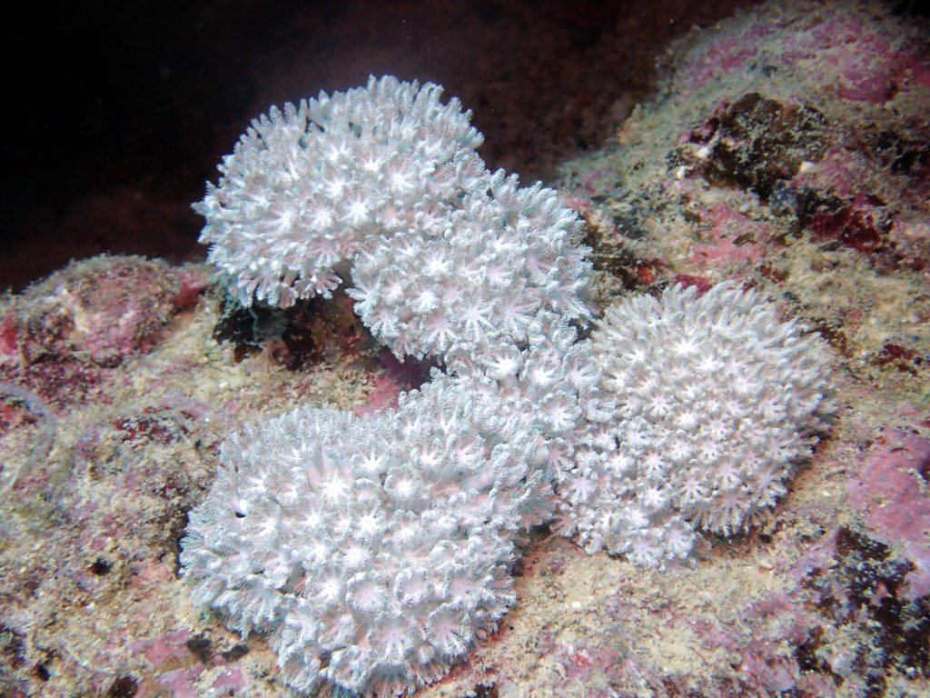 Xenia sp.